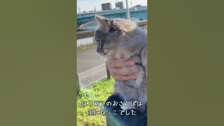 Video 3247681: siberian cat kitten, siberian cat walking, kitten cat first, kitten japan