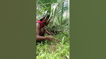 Harvesting cassava part 684 #shorts #farming #cassava #nature  #cassavaroots #cassavafarming
