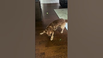 Pets love laser pointers! #funnydogvideos