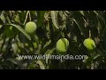 Langda aam or Magifera indica : mangos get ready for harvest in Delhi mango orchard