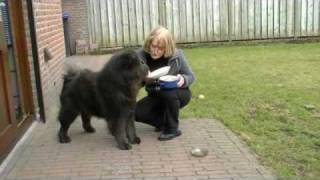 Chow Chow ::: Food For Chows!