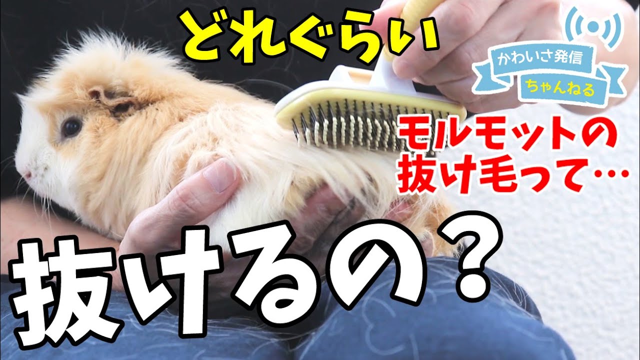 えっ！こんなに？モルモットの抜け毛の実情　cute guineapig