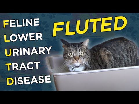 Video: Feline Urinary Tract Disease: Vad Du Borde Veta