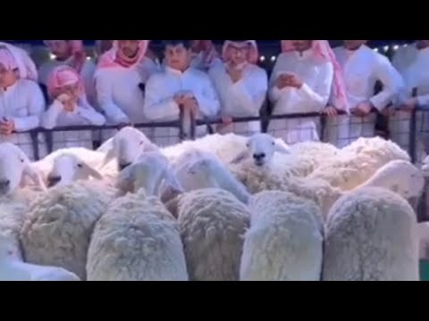 اجمل خروف في ملتقى العاطف للخراف النادرة الحرية بالطائف 1441 1 7 Youtube