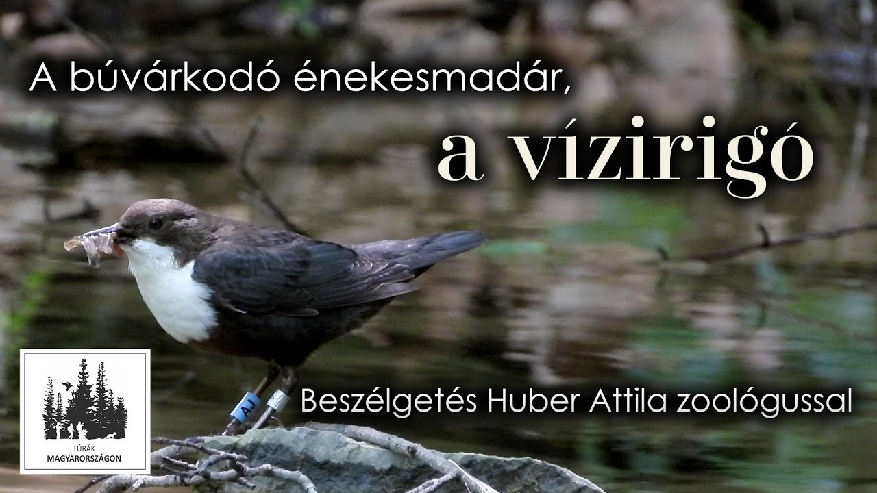 A búvárkodó énekesmadár, a vízirigó