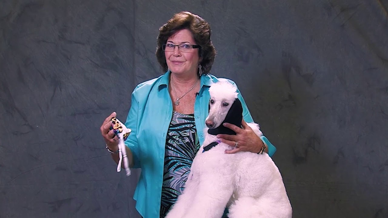 Dog Drying Tips YouTube