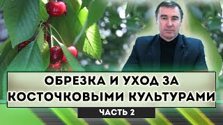 Обрезка и уход за косточковыми культурами