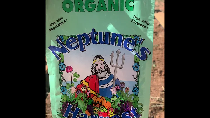 How I plant my tomatoes