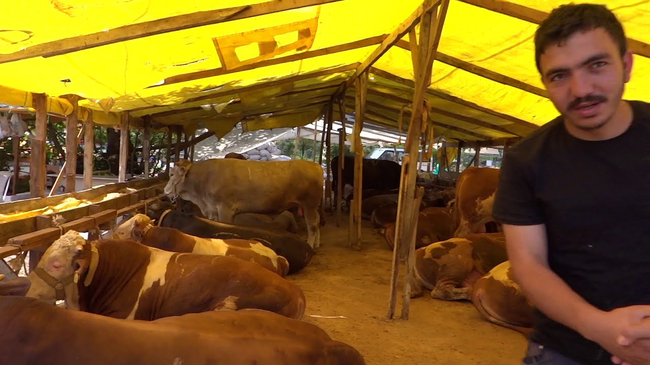 2020 İstanbul Cevizli Kurban Cadırı Kars Ardahan Bitti Şükür