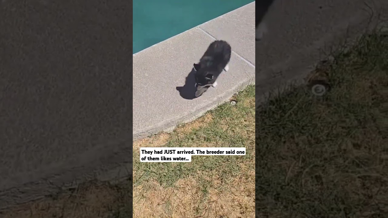 Pomsky puppy swimming 