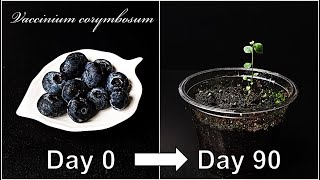 How to grow Blueberry｜Growing Blueberry from seed｜How to grow #50 Blueberry｜Eng Sub