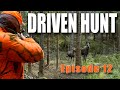 DRIVEN HUNT EPISODE 12 - Moose, Wild boar & Deer in Småland