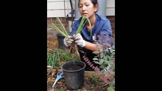 How to grow lemongrass by Soph Green Thumb