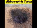 पोटेशियम परमेगनेट में ऑयल #shorts