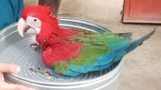 Macao Scarlet|baby red macao|red bird|سرخ میکاو طوطے#macao  #scarlet #birding #wildlife #FarahKhan by Birds_lover85 161 views 1 year ago 1 minute, 18 seconds