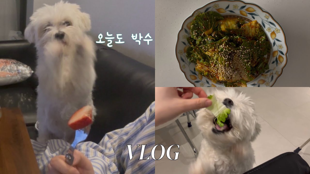 Vlog. 강아지랑 한시도 안 떨어진 휴일 | 마켓컬리 장보기 | 봄동겉절이로 비빔밥해먹기