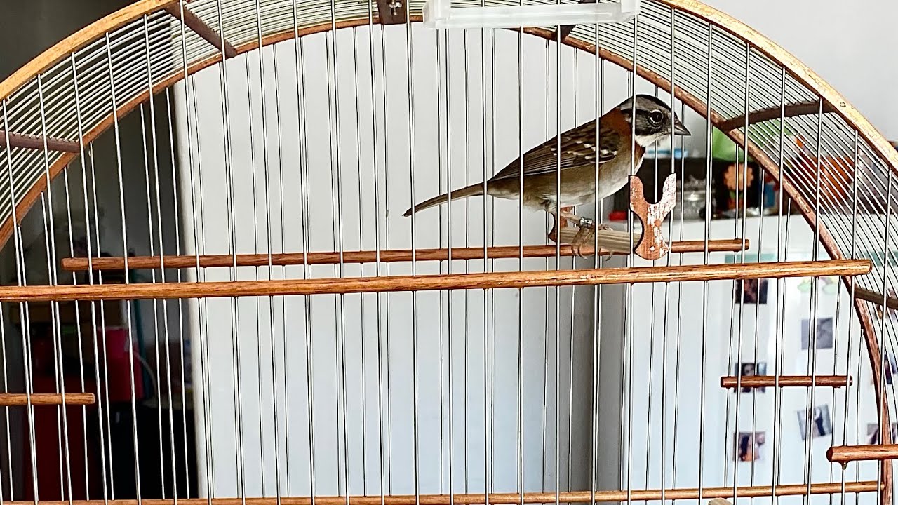 GRANDE SEGREDO PRA EXPLODIR CANTO DO SEU TICO TICO