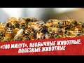 Необычные животные. Полезные животные - 100 минут