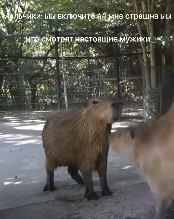 Капибары мем - YouTube