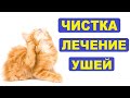 Как почистить уши кошке. Ушные клещи лечение, препараты и их эффективность