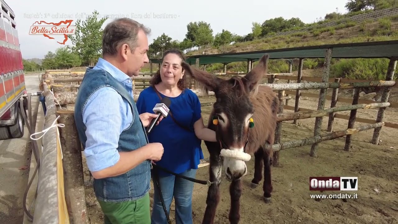 L'antico mercato e fiera del bestiame a Basicò
