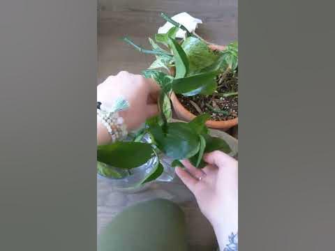 POV propagating marbled pothos plant - YouTube