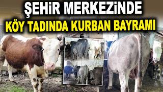 Bu Çiftliğin Önünden Otobüs Geçiyor! - Yalçın Besi Çiftliği Ankara