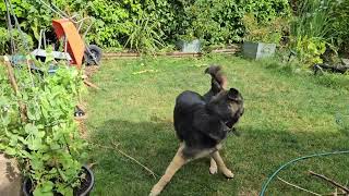 German Shepherd playing with the hosepipe water by DOGS BEING DOGS 194 views 6 months ago 1 minute, 11 seconds