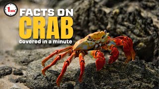 Treasures of the Pacific Coast  | Crab in 1 Minute | AnimalSnapz by Animal Snapz 100 views 6 months ago 1 minute, 30 seconds