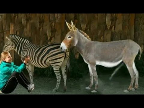 الحمار مع حمارة متوحشة شاهد ماذا حدث