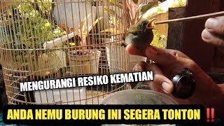 CARA MERAWAT ANAKAN BURUNG KOLIBRI MANGGAR AGAR TIDAK MATI