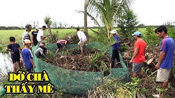 DỠ CHÀ BẮT CHUỘT MIỀN TÂY CHUỘT ĐẦY LỒNG - CHUỘT KHÌA - CHUỘT NƯỚNG VÀ VŨ ĐIỆU LÊN NÓC NHÀ