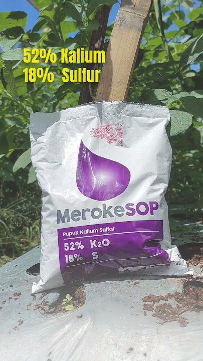 REVIEW PUPUK MerokeSOP