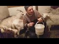 Окозы закончились🤔🐐🐐🐐