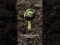 🍆 Can a Tiny Seed Become This in 90 Days? #seeds #harvest #eggplant