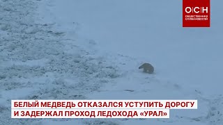Белый медведь отказался уступить дорогу и задержал проход ледохода «Урал»