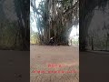 Йога под деревом баньян