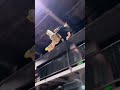 This Trampoline Is So 🤯😲 Fun_ Why Didn_t We Just Start Jumping Around Like This When We Were Kids