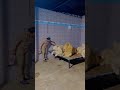 دو شیرنیاں اور ایک ببر شیر کے درمیان مقابلہ