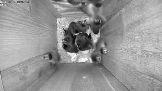 Wood Duck Jump Day - Inside view
