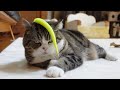 興味のあるなしが態度に出過ぎなねこ。-Adult Maru is picky about toys.-