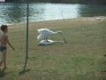 Swan attack in the mating season.