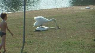 Swan attack in the mating season. by watermelon 1,277,434 views 13 years ago 51 seconds