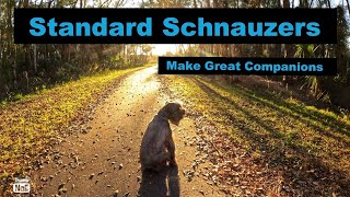 Standard Schnauzers - Great Companion Dogs by Standard Schnauzer USA 1,865 views 4 months ago 13 minutes, 38 seconds