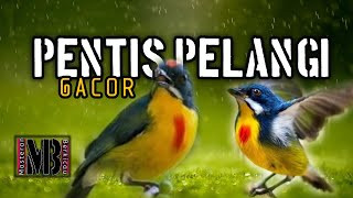 BURUNG PENTIS PELANGI SI KECIL MUNGIL YANG ISTIMEWAH SURA TAJAM