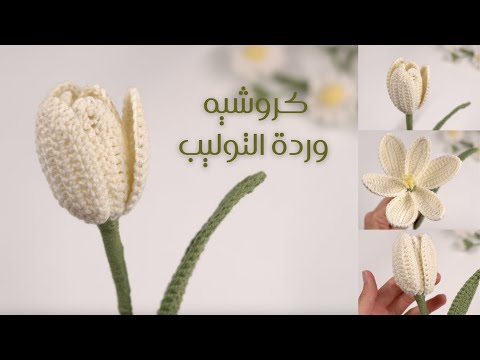 شرح مبسط لحياكة وردة التوليب بالكروشيه       