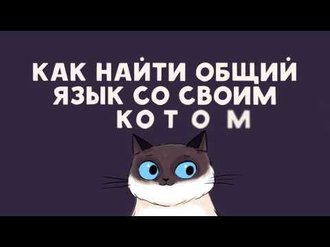 КАК НАЙТИ ОБЩИЙ ЯЗЫК СО СВОИМ КОТОМ.
