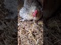 凶暴なニワトリから卵の盗み方