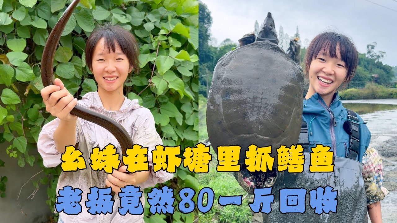 幺妹在虾塘里抓鳝鱼，老板竟然80一斤回收，到底能否成功上岸？