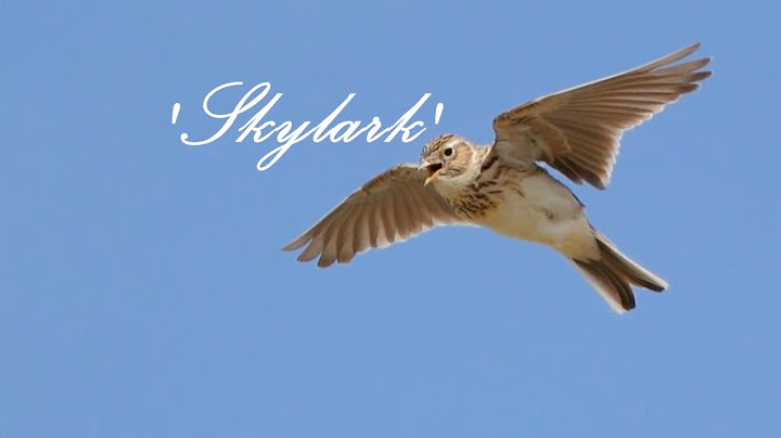 Skylark Instrumental version - Instrumental performance video thumbnail